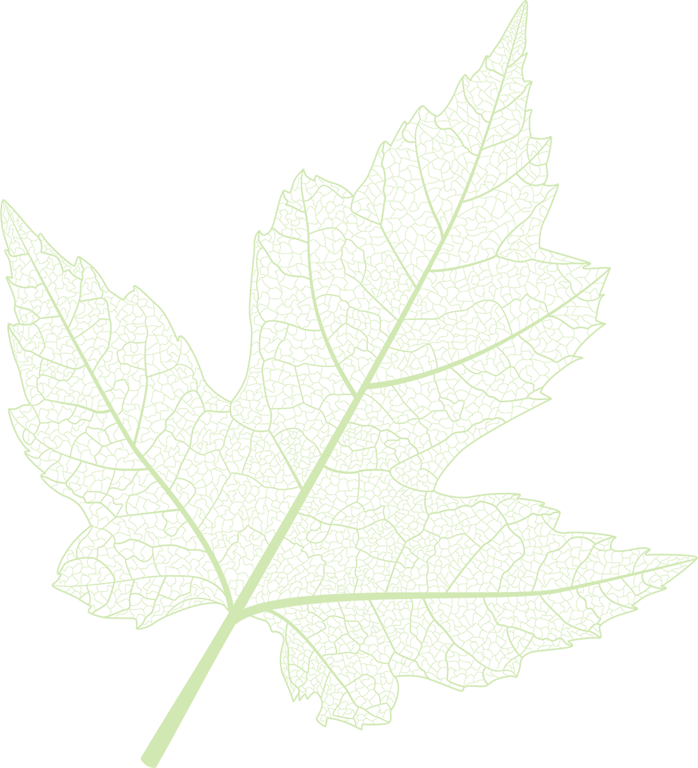 Decorative maple leaf in background
