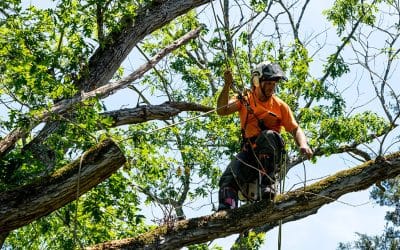 Tree Care Experts