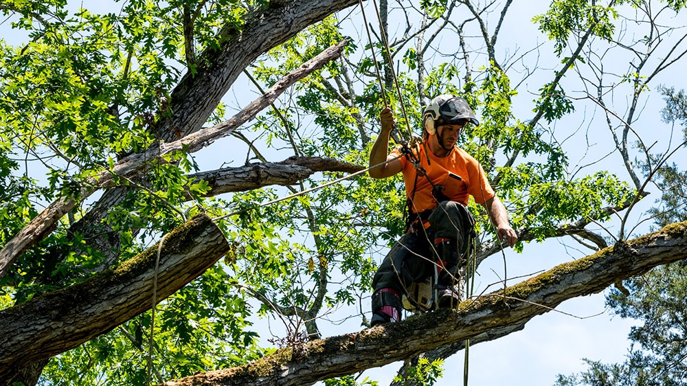 Tree Care Experts Mercer Tree Service