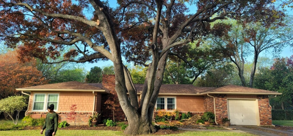 Extremely large tree standing in the front yard of a home in Texas, freshly trimmed by the Mercer Tree Service experts