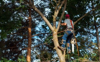 Your One-Stop Solution for Tree Care: Mercer Tree Service in North Richland Hills, TX