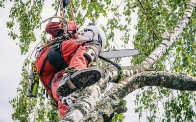 Remove That Hazardous Tree on Your Property