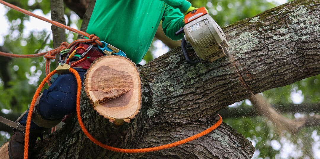 Your One-Stop Solution for Tree Care: Mercer Tree Service in North Richland Hills, TX