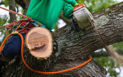 Your One-Stop Solution for Tree Care: Mercer Tree Service in North Richland Hills, TX