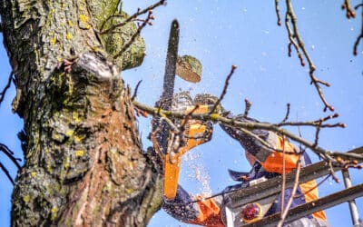 Elevating Colleyville’s Landscape with Affordable, High-Quality Tree Services