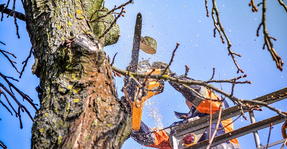 Elevating Colleyville’s Landscape with Affordable, High-Quality Tree Services