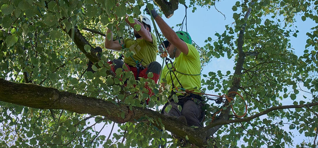 Mercer Tree Service Expands: Full-Service Tree Trimming and Removal Now in Colleyville