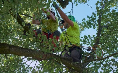 Mercer Tree Service Expands: Full-Service Tree Trimming and Removal Now in Colleyville