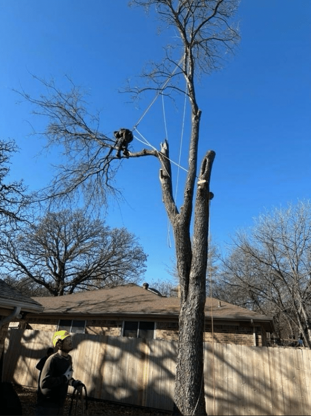 Someone working in a tree to trim it in North Richland Hills