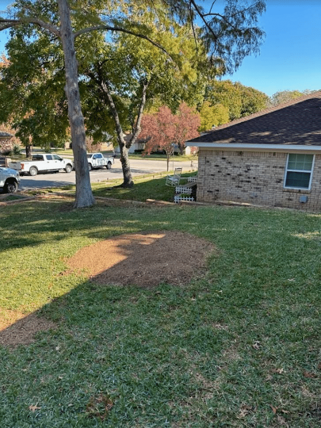 After a tree removal project