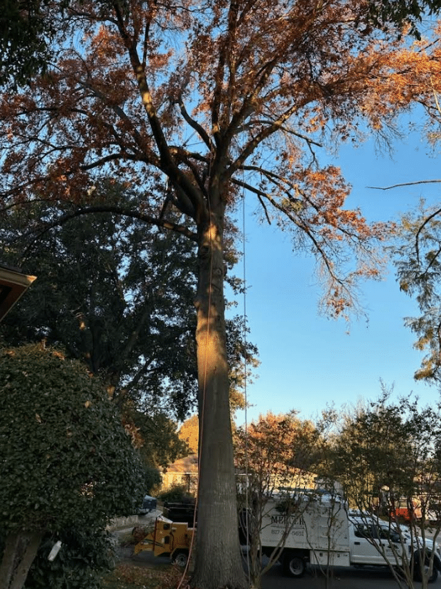 Large tree in a home's front yard