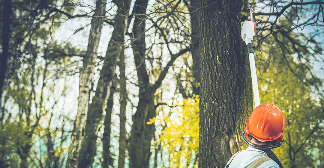 Expanding Our Branches: Introducing Premier Tree Services in Bedford and Euless, Texas