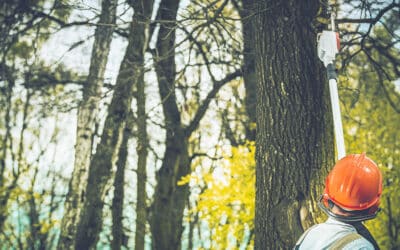 Expanding Our Branches: Introducing Premier Tree Services in Bedford and Euless, Texas