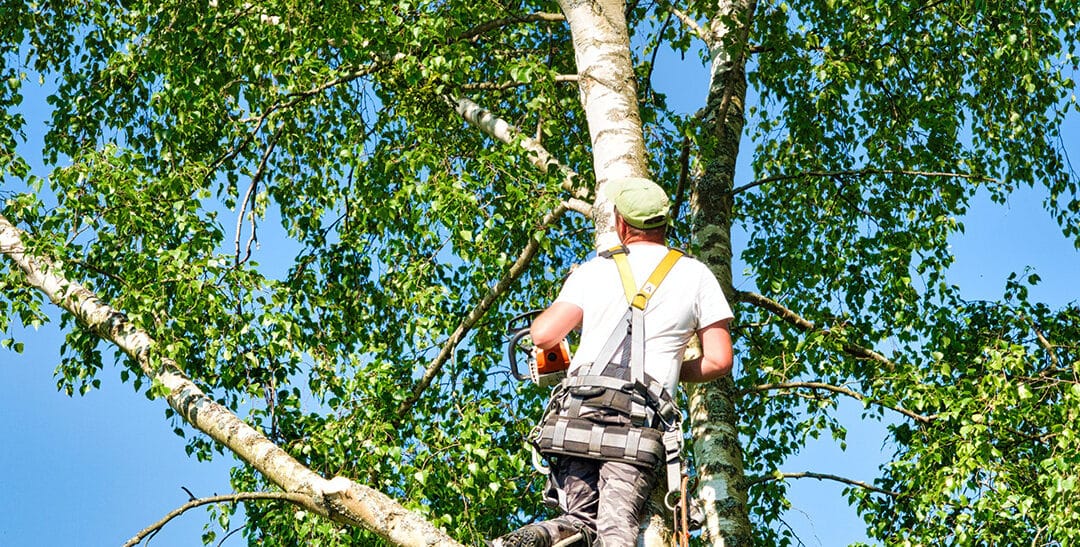 Transform Your Southlake Property with Expert Tree and Land Services