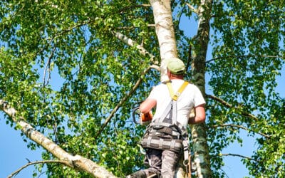 Transform Your Southlake Property with Expert Tree and Land Services