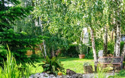 Do Your Trees Need Extra Care Before Summer?