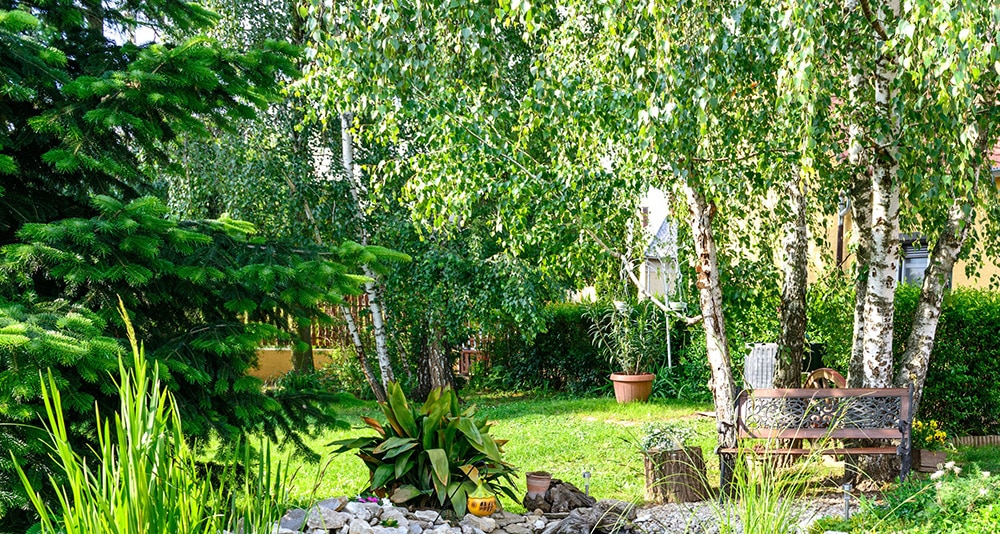 Do Your Trees Need Extra Care Before Summer?