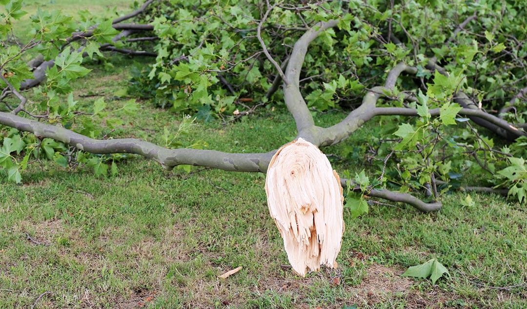 Recovering from the Storm: Expert Tree Damage Cleanup in Euless, TX