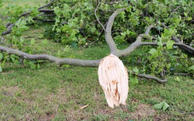 Recovering from the Storm: Expert Tree Damage Cleanup in Euless, TX