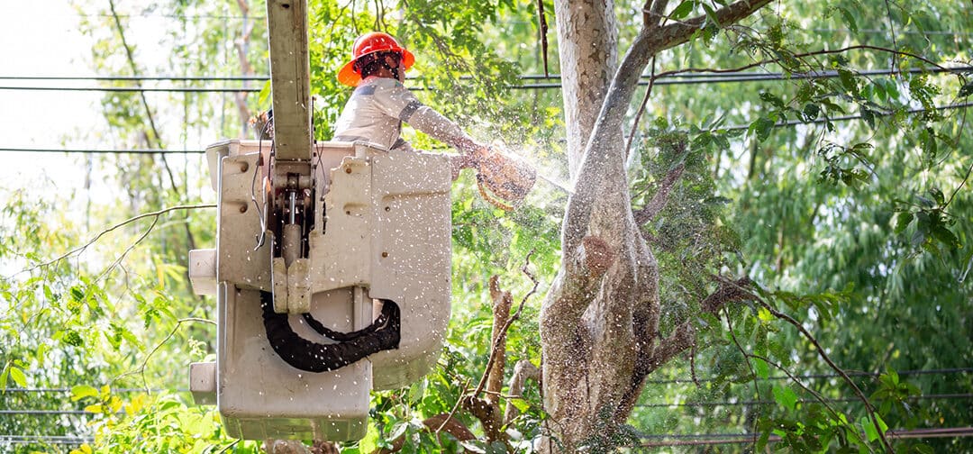 Mercer Tree Service: Your One-Stop Shop for Comprehensive Tree Care in Southlake, TX