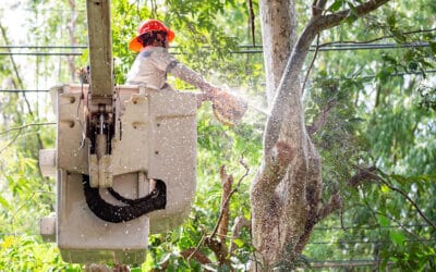 Mercer Tree Service: Your One-Stop Shop for Comprehensive Tree Care in Southlake, TX