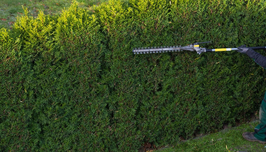 Transform Your Landscape with Mercer Tree Service in Roanoke & Trophy Club, TX