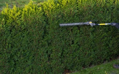 Transform Your Landscape with Mercer Tree Service in Roanoke & Trophy Club, TX
