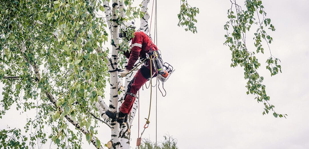 Get Your Trees Trimmed Before Fall to Avoid Heavy Leaf Cleanup
