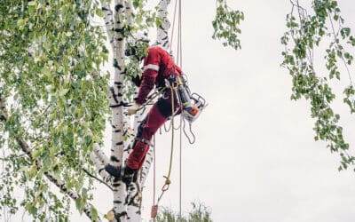 Get Your Trees Trimmed Before Fall to Avoid Heavy Leaf Cleanup