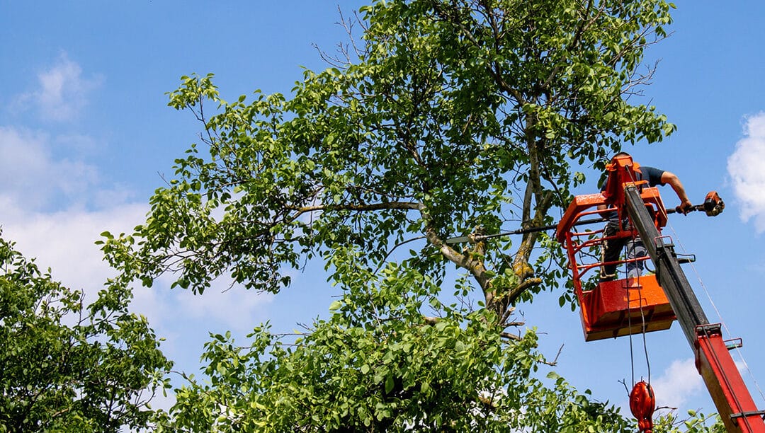 Transform Your Landscape: Trusted Tree Services in Hudson Oaks and Willow Park