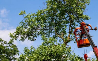 Transform Your Landscape: Trusted Tree Services in Hudson Oaks and Willow Park