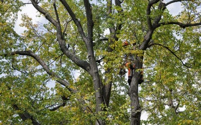 Mercer Tree Service Now Serving Richland Hills & Argyle: Caring for Your Local Trees
