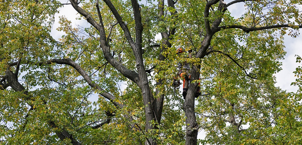 Mercer Tree Service Now Serving Richland Hills & Argyle: Caring for Your Local Trees