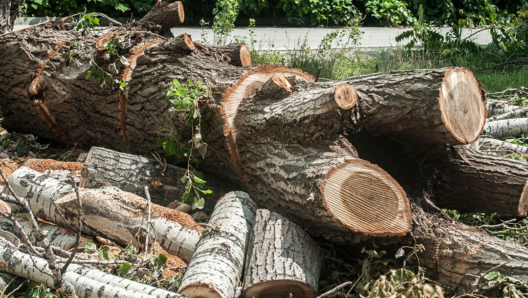 When Is It Time to Remove a Tree from Your Property?