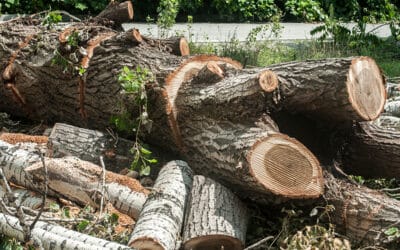 When Is It Time to Remove a Tree from Your Property?