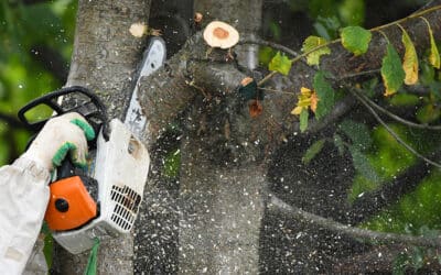 Mercer Tree Service Expands to Springtown, TX