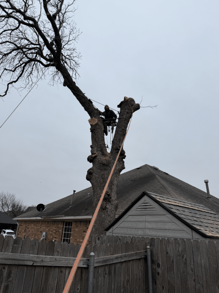 Man in a tree after some branches have been removed