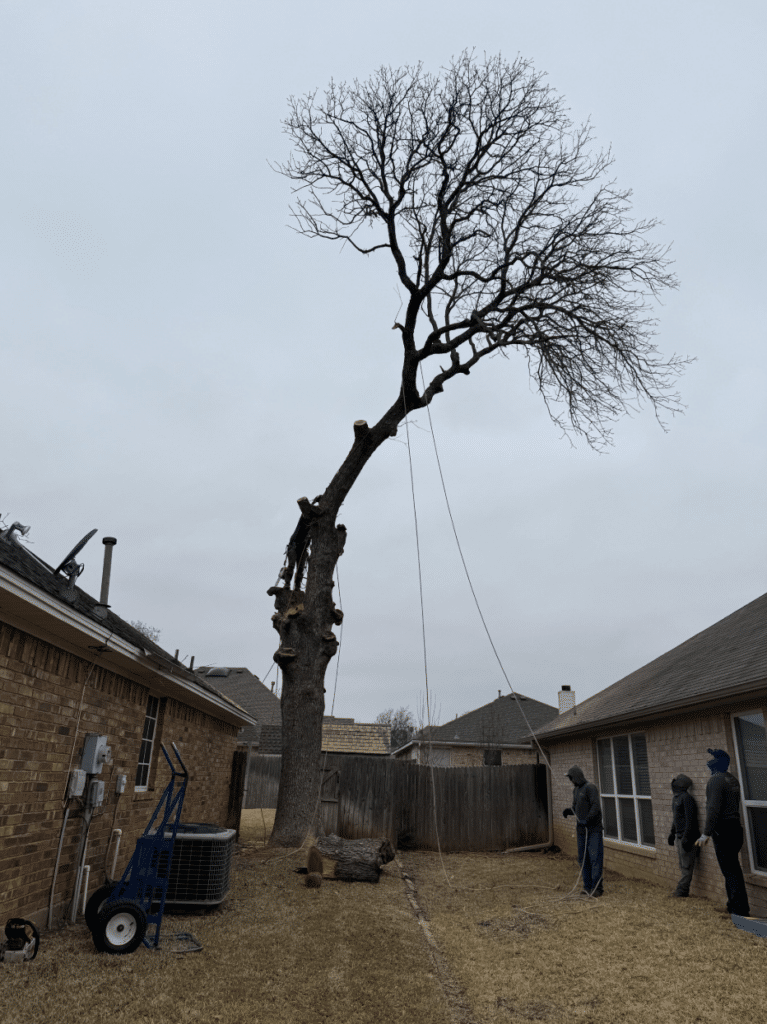 Tree removal. Man in a tree working