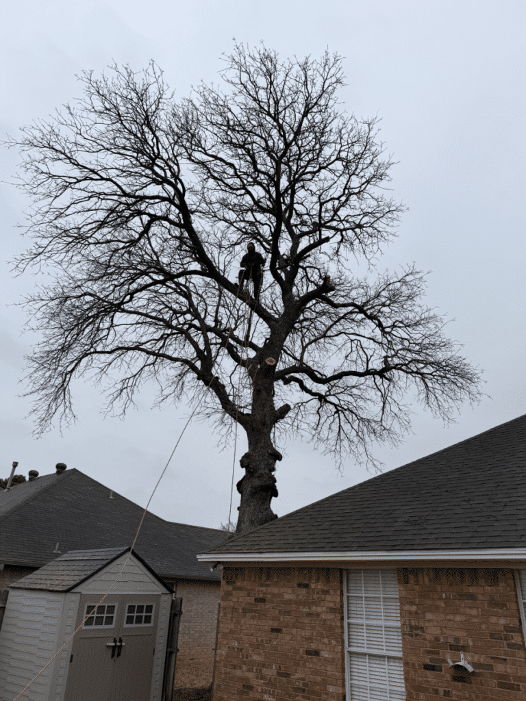 Large tree with man working on removing branches