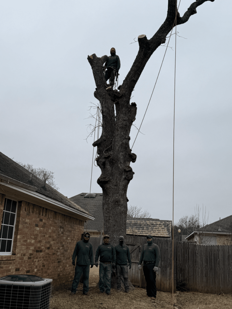 Our team working on removing branches from a tree