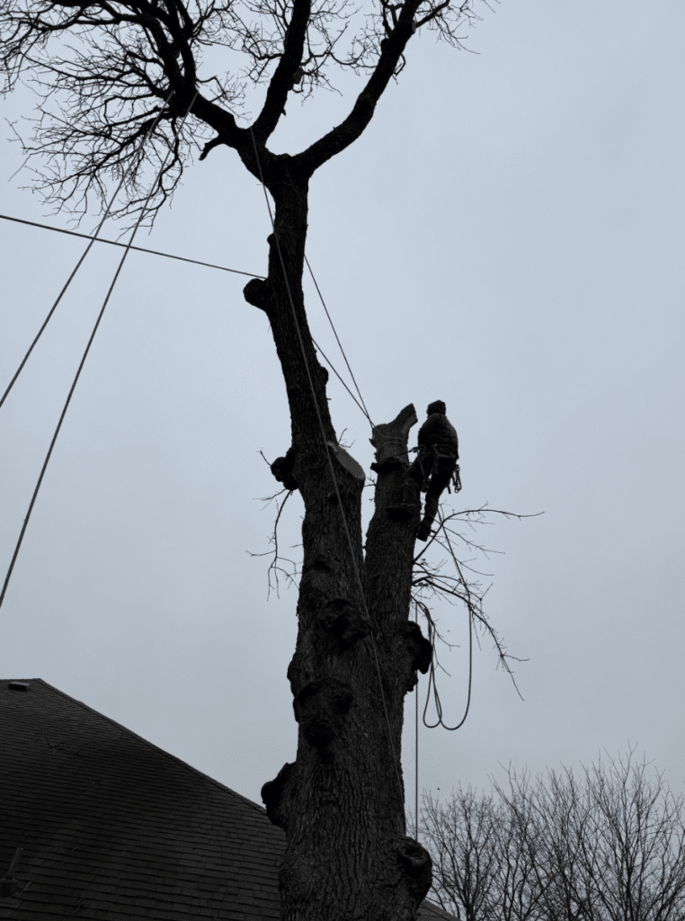 Employee in a tree getting ready for removal