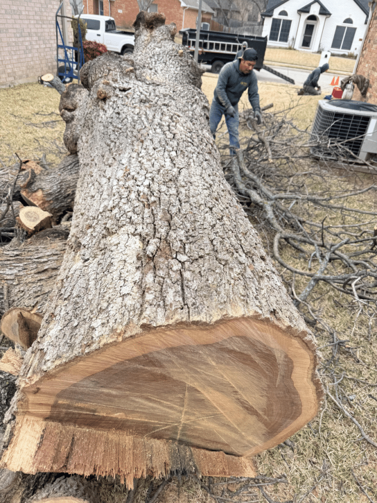 Large tree on the ground after removing branches