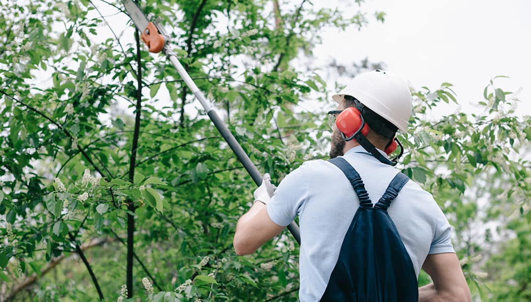 The Best Way to Care for Your Large Trees: What Every Homeowner Should Know