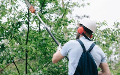 The Best Way to Care for Your Large Trees: What Every Homeowner Should Know