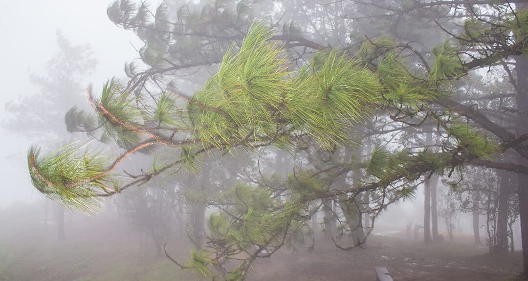 Dangerous Trees? Hazardous Branches? We Can Help!