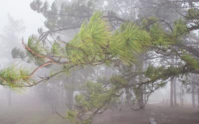 Dangerous Trees? Hazardous Branches? We Can Help!