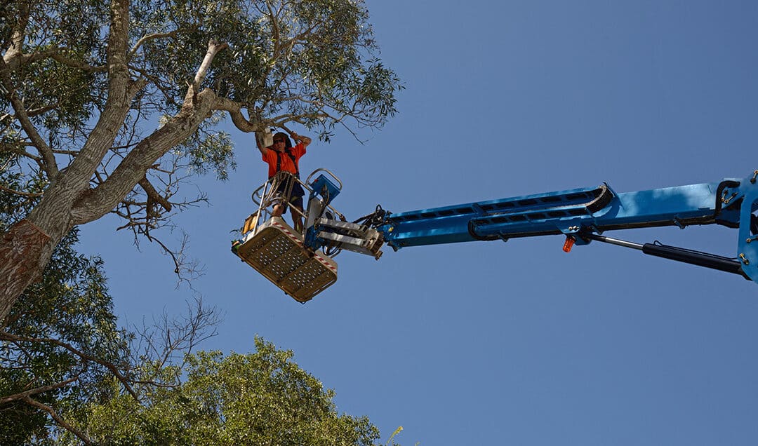 Hazardous Tree Removal Done Safely and Easily