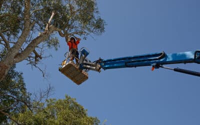 Hazardous Tree Removal Done Safely and Easily