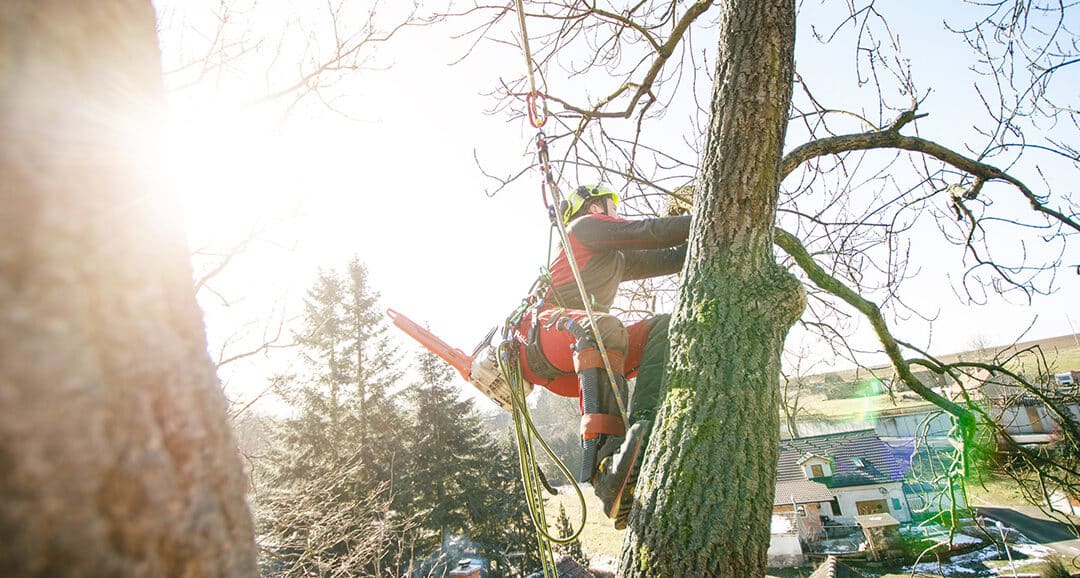 Prepare Your Trees for a Lush and Vibrant Spring