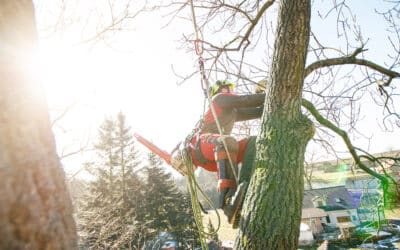 Prepare Your Trees for a Lush and Vibrant Spring